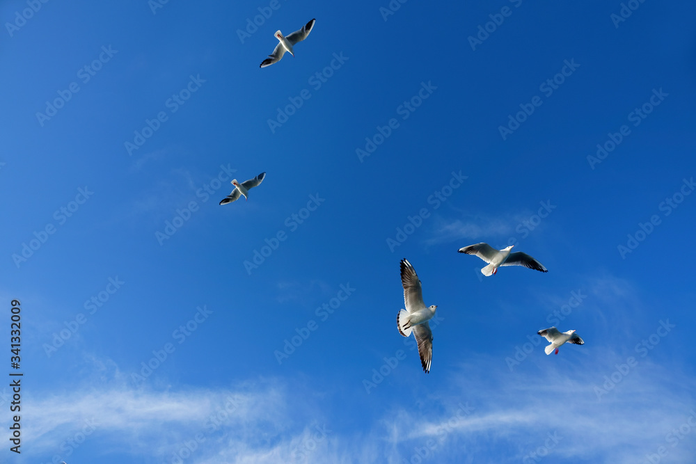 Fototapeta premium Close up seagulls flying over blue sunny sky