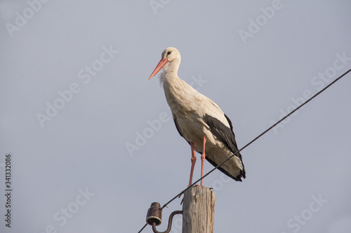 White stork on a pole. Stork in the wild. Beautiful birds. Wild birds storks.