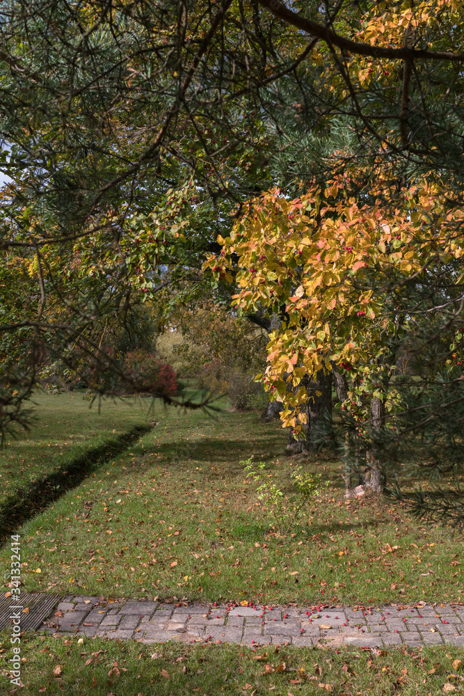Naklejka premium hawthorn tree with yellow leaves and red fruits in autumn, many fruits have fallen down the cobblestone path