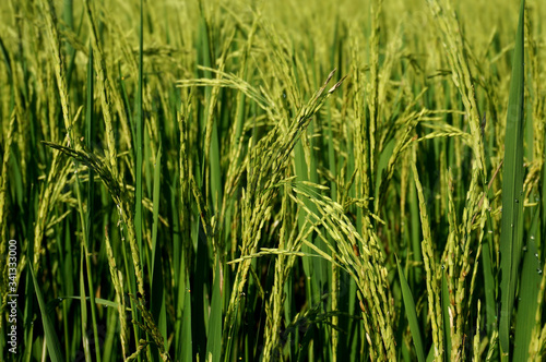 Close up of yellow green rice paddies with selective focus. 