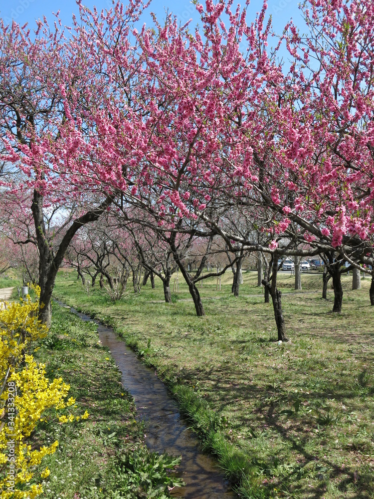 花桃が咲く春の古河公方公園（古河桃まつり開催期間）