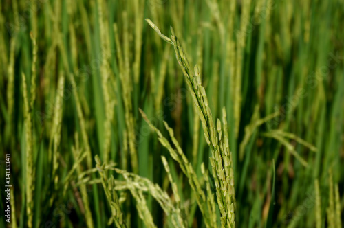 Close up of yellow green rice paddies with selective focus. 