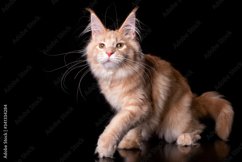 Adorable white maine coon kitten on black background in studio.