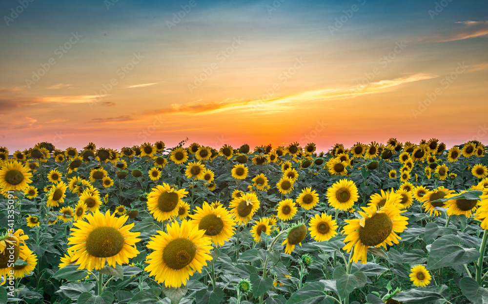 Fototapeta premium Sunflower natural background. Sunflower blooming. Close-up of sunflower.Beautiful view of sunflowers with stunning sunset in the background