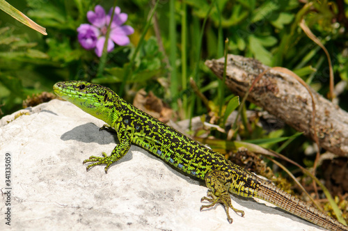 Iberian rock lizard / Iberische Gebirgseidechse (Iberolacerta monticola cantabrica), male / Männchen - Covadonga, Spain photo