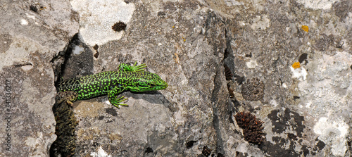 Iberian rock lizard / Iberische Gebirgseidechse (Iberolacerta monticola cantabrica), male / Männchen - Covadonga, Spain photo