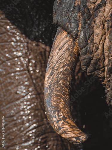 Muddy Elephant tusk while on safari on reserve. 