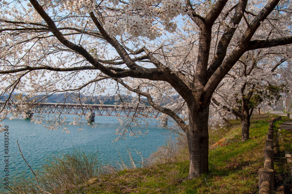 みちのく湖畔公園の桜 みちのく湖畔公園の桜
