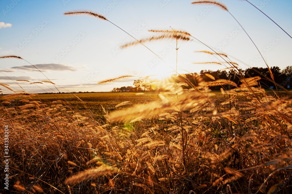 Obraz premium Golden Grain