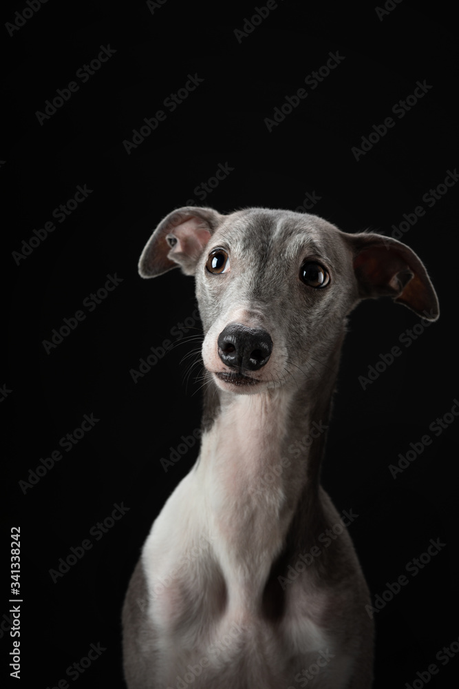 Portrait of a dog on a dark background. Funny whippet in the studio. Beautiful light Portrait of a dog on a dark background. Funny whippet in the studio. Beautiful light