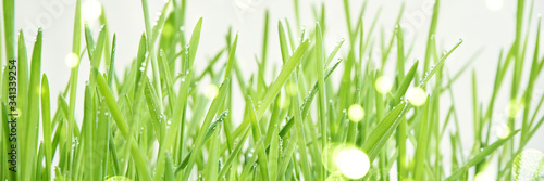 Green grass. Bright sprout water drop at meadow. Eco lifestyle background. Moist herb. Beauty. Health harmony. Sunshine with bokeh. Copy Space. Place for text. Selective focus