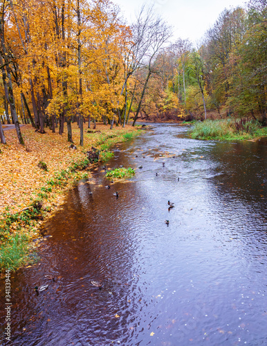 river with wild ducks floating in the water, autumn landscape, yellow leaves all around