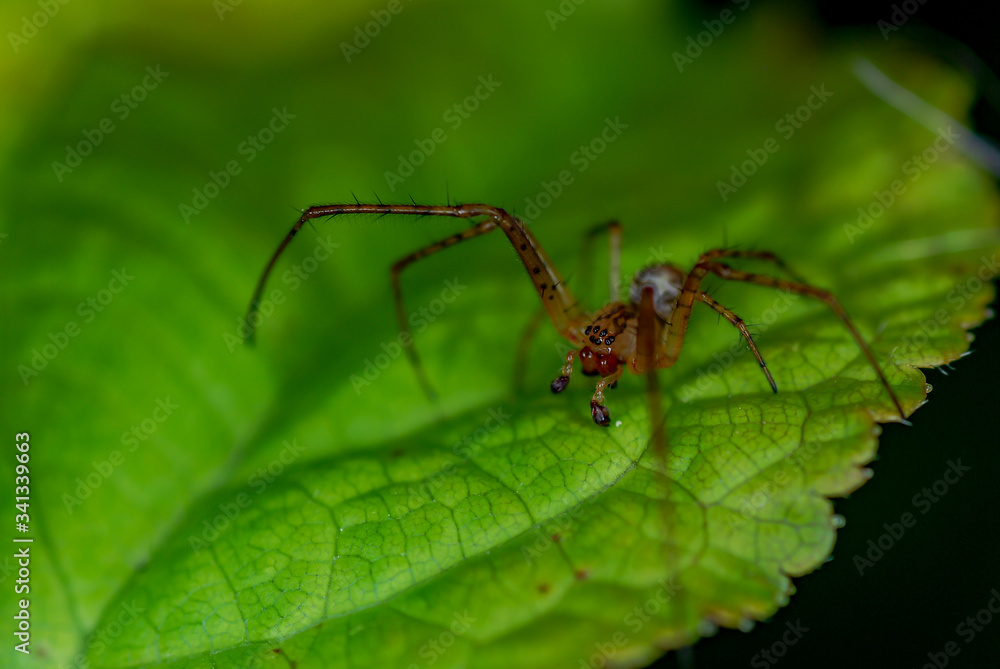 Tegenaria sp. A brown spider on a green leaf Tegenaria sp. A brown spider on a green leaf