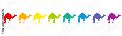 Rainbow colored camel caravan, colorful parade, rainbow spectrum. Funny comic illustration on white background.
