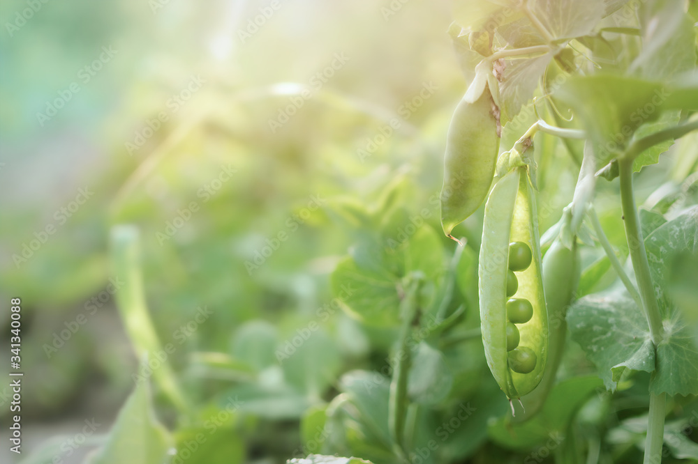 Fresh green pea pods and sunny spring garden Fresh green pea pods and sunny spring garden