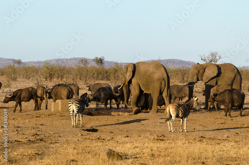 Eléphant d'Afrique, Loxodonta africana, Buffle d'Afrique, Syncerus caffer, Parc national Kruger, Afrique du Sud