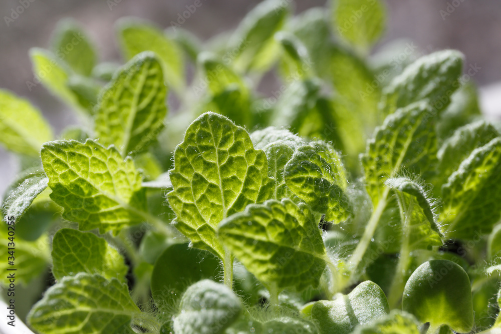 muscat sage (Salvia sclarea) young green leaves grow in a pot close-up in sunlight muscat sage (Salvia sclarea) young green leaves grow in a pot close-up in sunlight