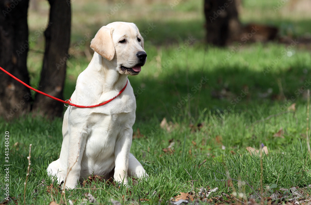 a sweet yellow labrador in the park a sweet yellow labrador in the park