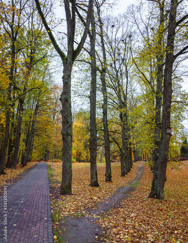 footpath through the alley of large trees, autumn day in the park, yellow leaves