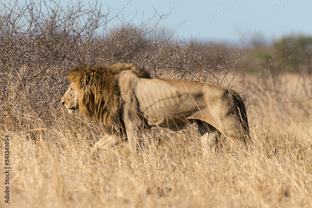 Fototapeta premium Lion, Panthera leo, Parc national du Kruger, Afrique du Sud