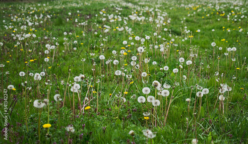 Green field with yellow dandelions. Closeup of yellow spring flowers on the ground