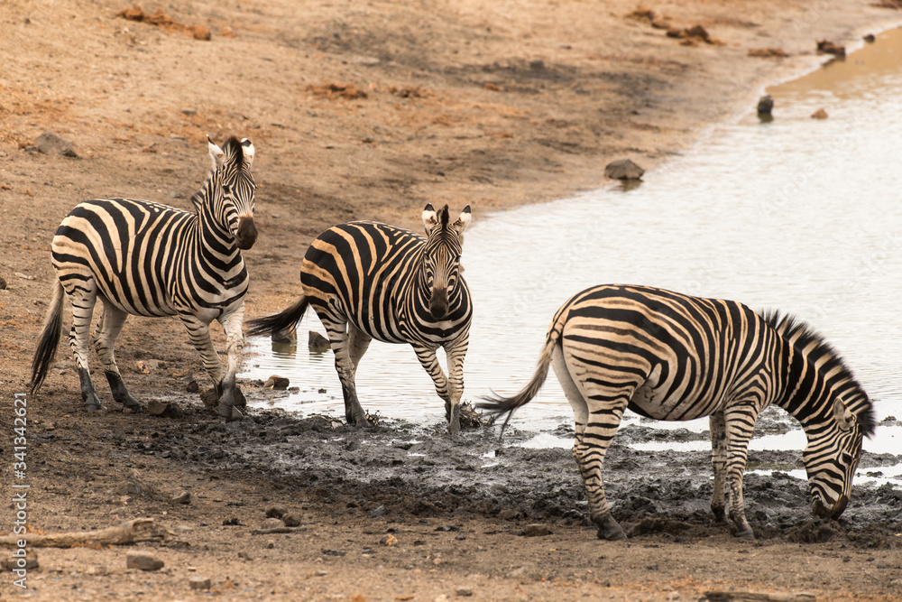 Zèbre de Burchell, Equus quagga, Parc national Kruger, Afrique du Sud Zèbre de Burchell, Equus quagga, Parc national Kruger, Afrique du Sud