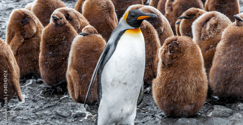 Εκτύπωση καμβά Antarctic Wildlife