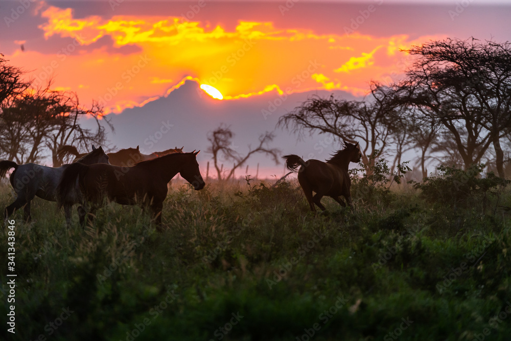Troupeau de chevaux en liberté dans une prairie au coucher du soleil Troupeau de chevaux en liberté dans une prairie au coucher du soleil