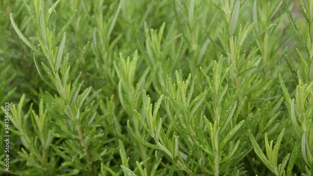 Close up of rosemary herb leaves with raindrops, relaxing view in rainy day
Close up of rosemary herb leaves with raindrops, relaxing view in rainy day