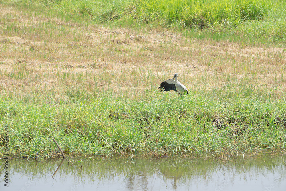 The black gray bird spread its wings in the field.