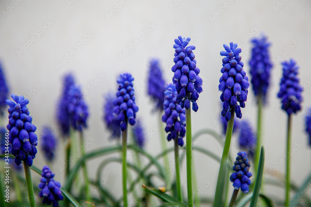 Obraz premium blue spring flowers with green evenings. Spring