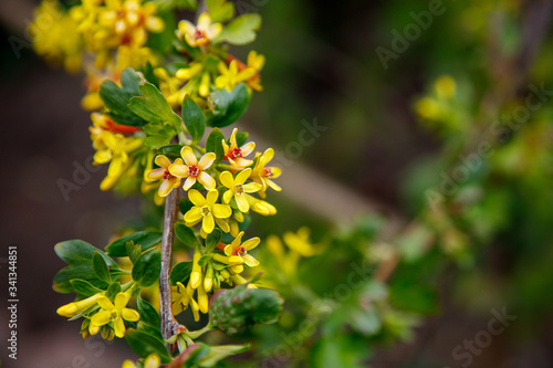  flowering twigs of trees. Spring