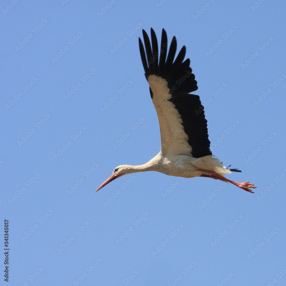 Obraz premium Flying single white Stork during the spring nesting period.