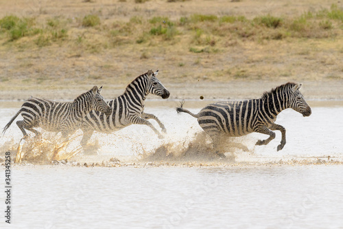 Common or Plains Zebra  Equus quagga  herd  running fast in splashing water  Ngorongoro crater national park  Tanzania