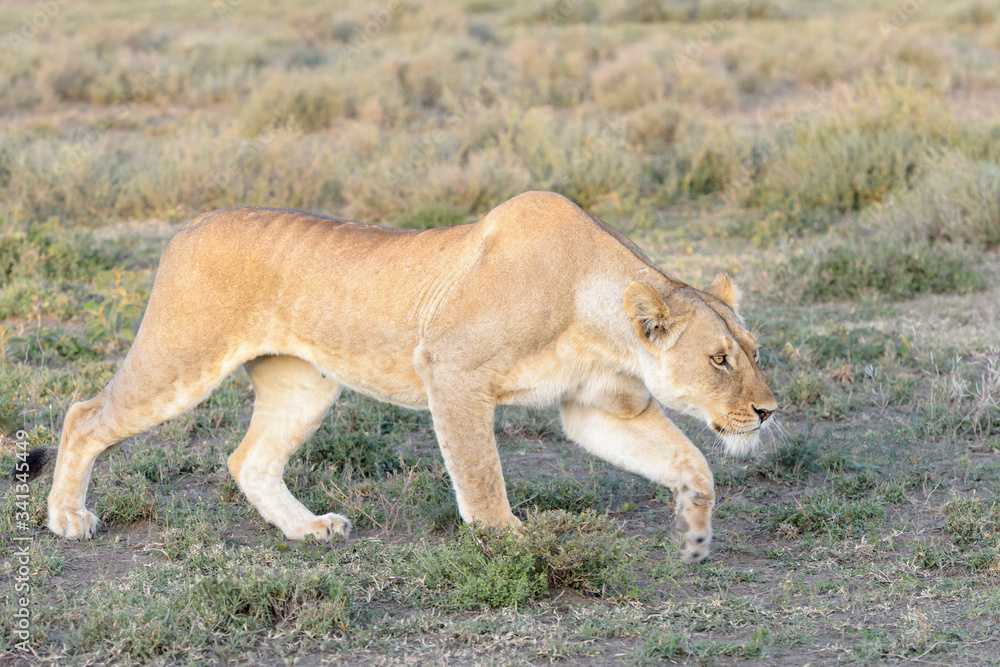 Lioness (Panthera leo) hunting on savanna, stalking, Ngorongoro conservation area, Tanzania. Lioness (Panthera leo) hunting on savanna, stalking, Ngorongoro conservation area, Tanzania.