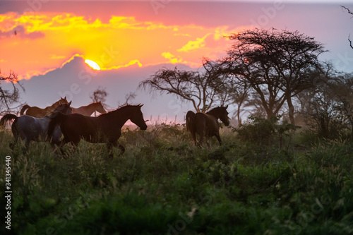 Troupeau de chevaux en libert   dans une prairie au coucher du soleil
