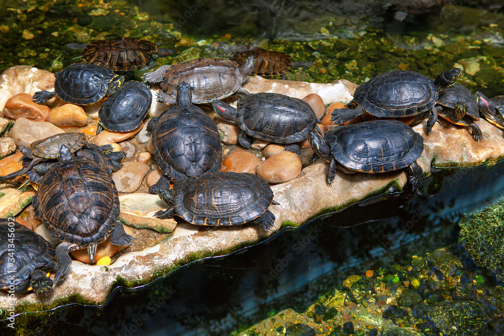 Fototapeta premium colony of spotted river turtles