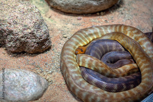 coiled snake Woma python between stones photo