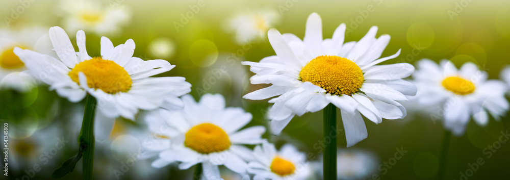 Fototapeta premium White daisy isolated on green background. Wedding card.