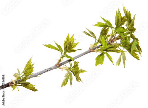 Maple tree branch with leaves on an isolated white background. Sprout.