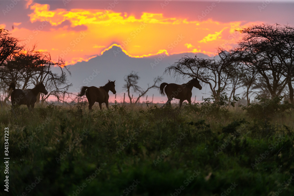 Silhouette de chevaux en liberté au couché du soleil Silhouette de chevaux en liberté au couché du soleil