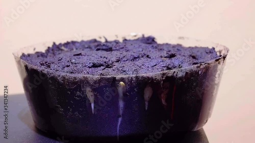 Time lapse of a Cucumber seed germinating into a plant