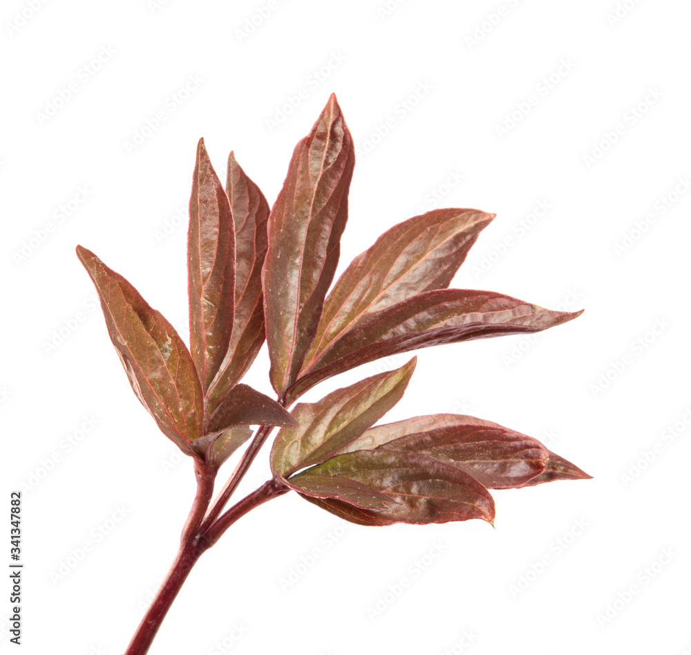 Fototapeta premium young burgundy peony leaves on an isolated white background close-up