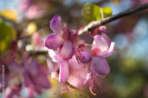 The Flowers Of Red Bud tree , Judas Tree , Cercis Canadensis In The Spring