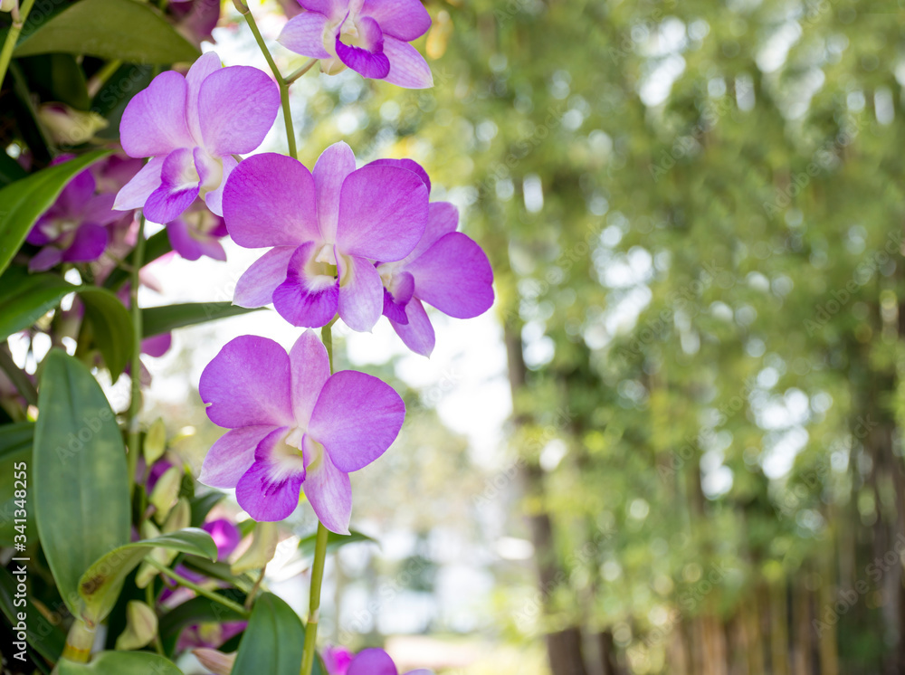 Purple orchids that bloom beautifully on the tree.