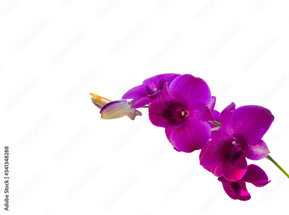 Purple Orchid flower isolated on white background.