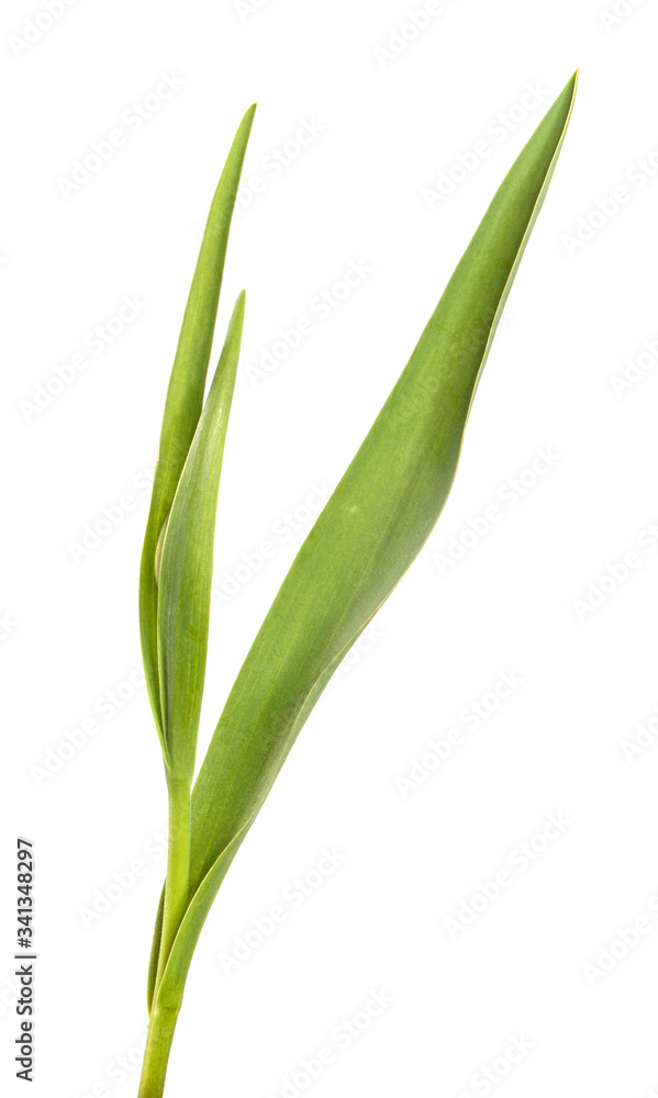 Green leaf of a tulip flower on an isolated white background. Green leaf of a tulip flower on an isolated white background.