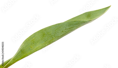 Green leaf of a tulip flower on an isolated white background.