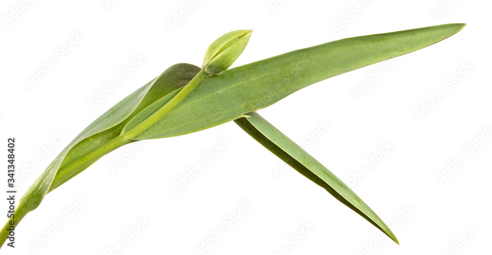 Green tulip flower bud with young leaves on an isolated white background. Green tulip flower bud with young leaves on an isolated white background.