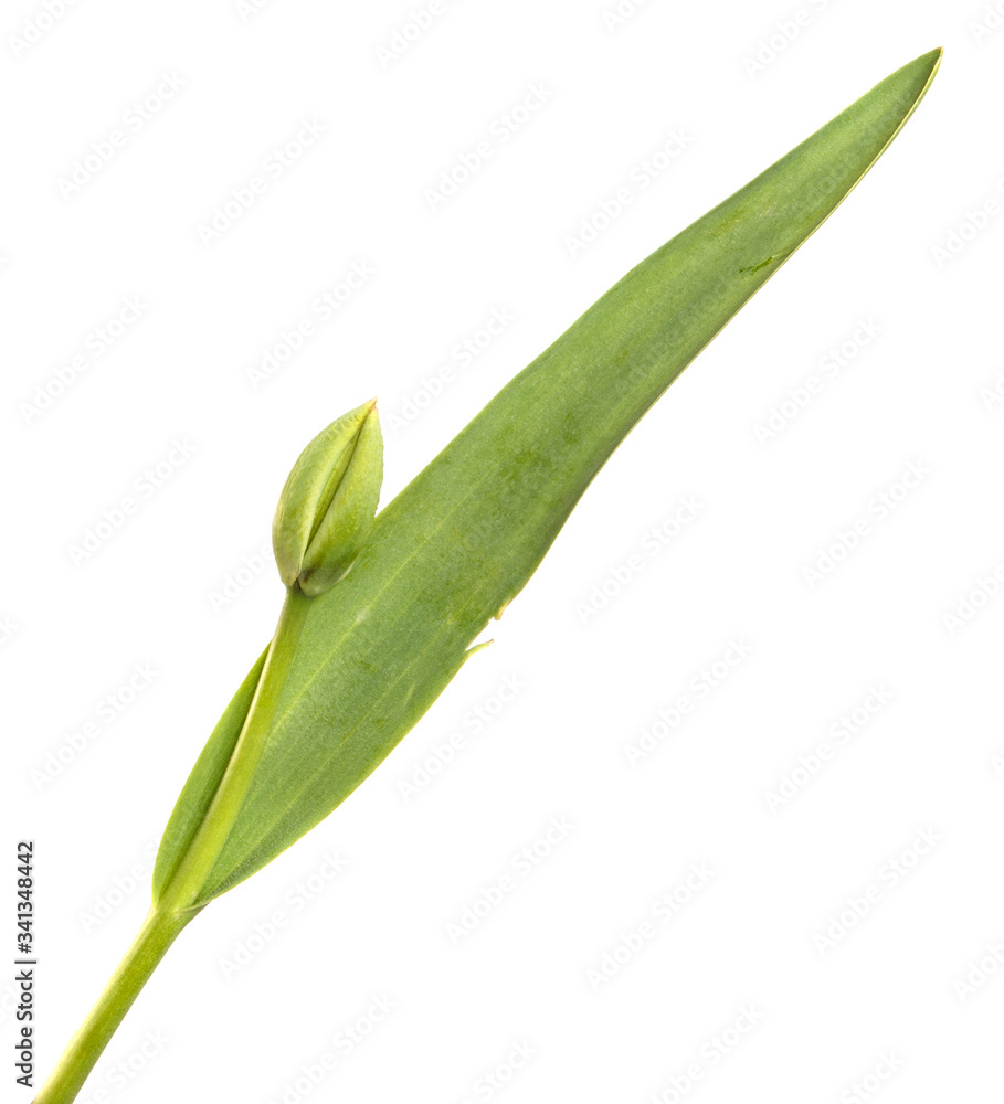 Green tulip flower bud with young leaves on an isolated white background. Green tulip flower bud with young leaves on an isolated white background.